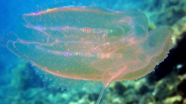 Отровна медуза застрашава рибните популации в Дарданелите