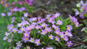 12 вида цветя ще красят Шумен през лятото съобщиха от