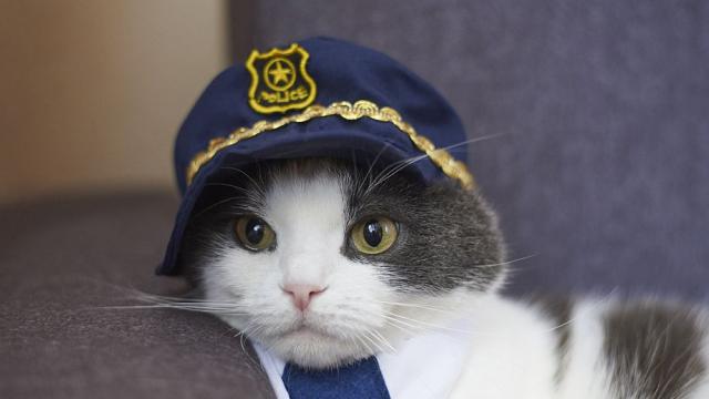 Котка, спасила човек, беше назначена за началник на полицейско управление