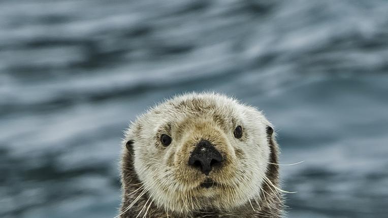  Кой знак сте съгласно зодиака на индианците 