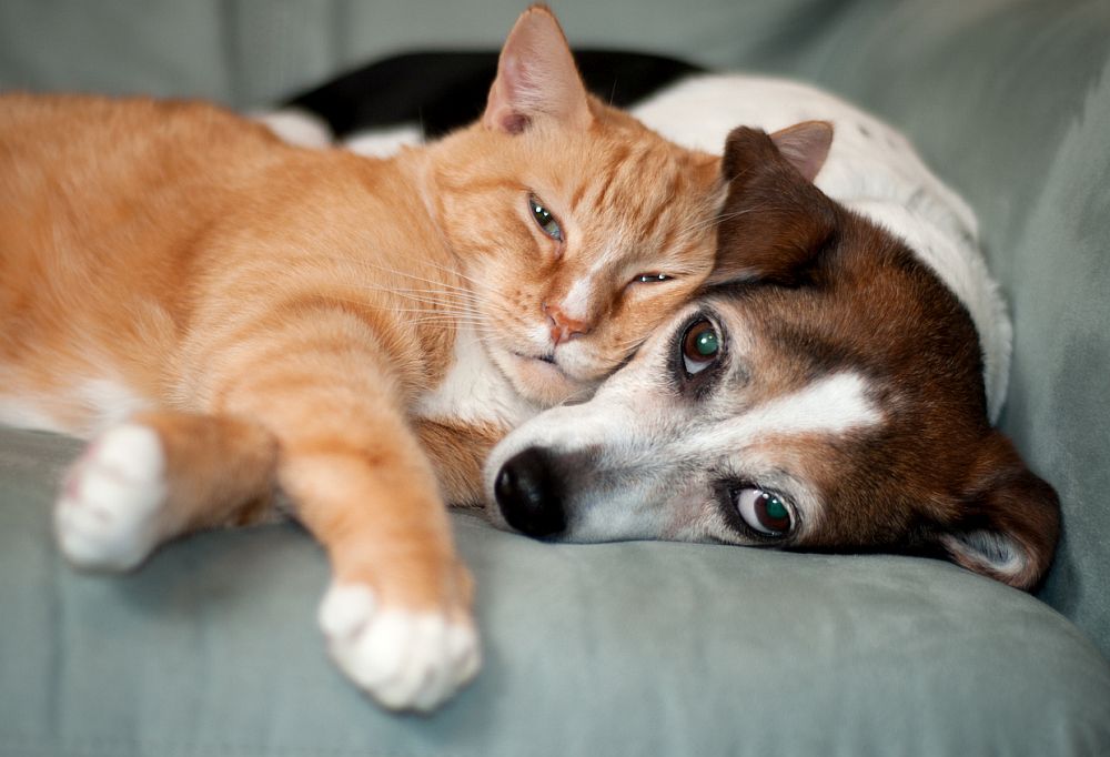 Галенето на куче или котка е ефективен начин за намаляване на стреса, твърдят американски учени. Само 10 минути подобно занимание е достатъчно за 