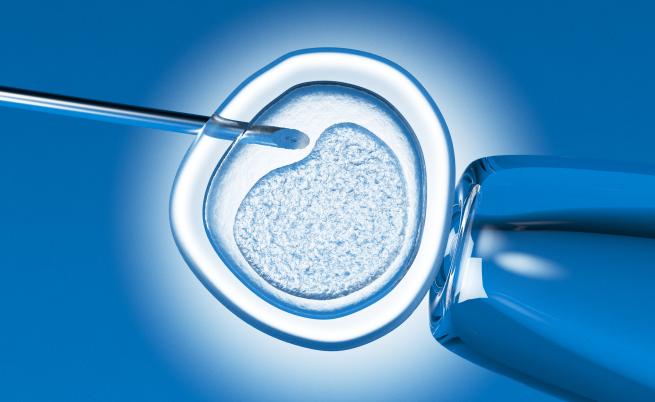 Учени експериментират с човешки клетки в ембрион на маймуна