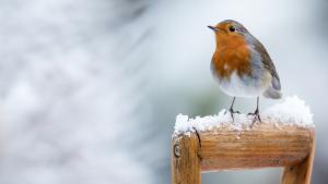 Зимен фестивал Шабла и птиците организират за първи път на