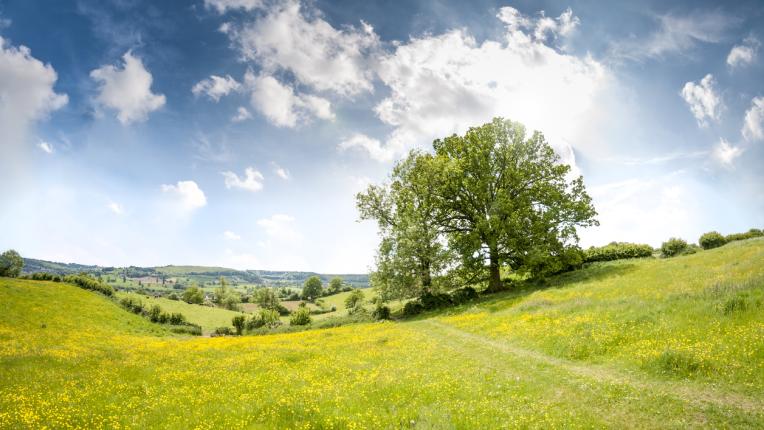  Какъв човек си съгласно митичния келтски хороскоп 