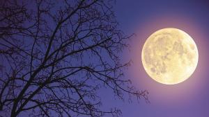 Луна пълнолуние небе дърво