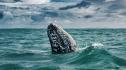 Мистериозен кит край бреговете на Швеция е заподозрян, че е руски шпионин