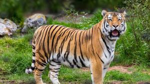 Видео клип със сибирски тигър който се разхожда свободно в