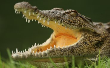 Крокодил спря тренировка на футболен тим (видео)