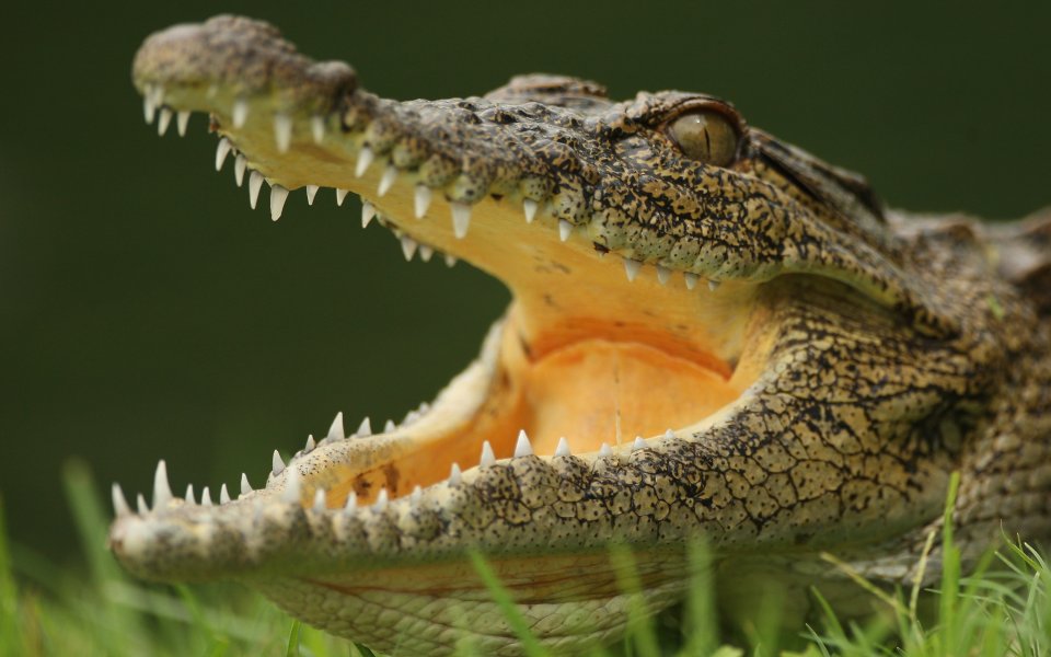 Крокодил спря тренировка на футболен тим (видео)