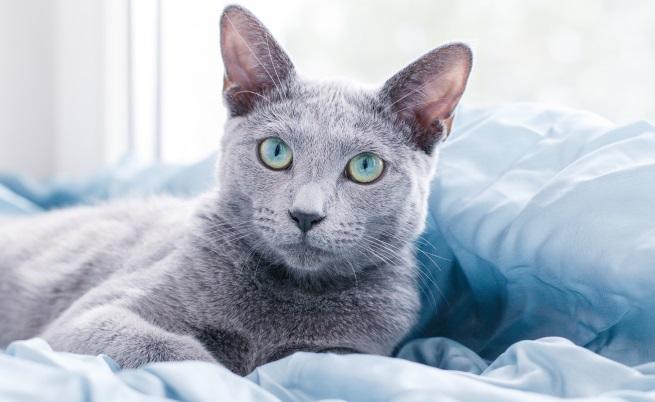 Руска синя котка