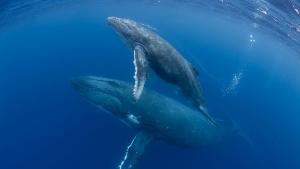 Стотици китове бяха открити на брега на суровия западен бряг