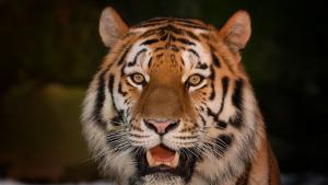 Млада индийка се бори с голи ръце с тигър за