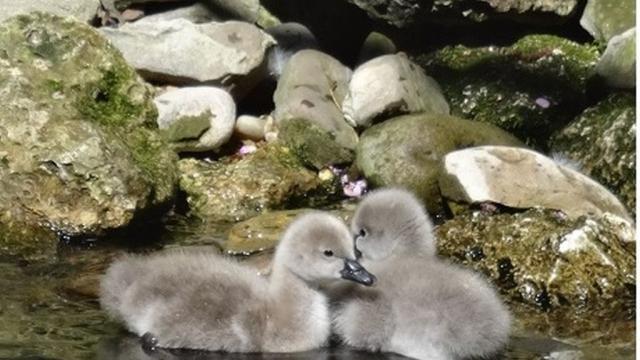 Ромео и Жулиета от варненския зоокът станаха родители (СНИМКИ)