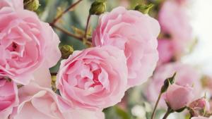 Приятелство в рози е мотото на тазгодишния Празник на розата
