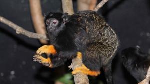 зоопарк маймуна примат