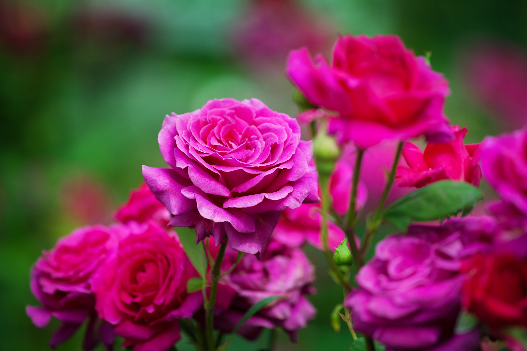 <p>Лилава роза - тази по-странна на цвят роза означава &quot;очарование&quot;.</p>