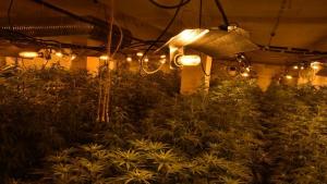 Столични полицаи разкриха домашна оранжерия за отглеждане на марихуана съобщават