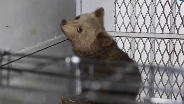 Показаха спасеното мече, открито само на дърво в Смолянско (ВИДЕО)