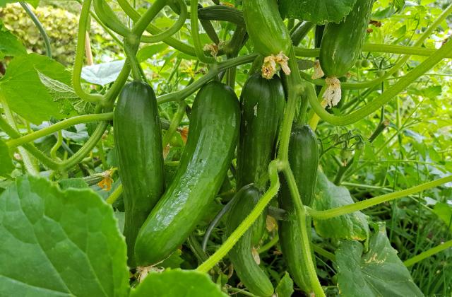 Първите български краставици, произведени в оранжериите у нас, вече се