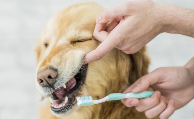 Как да почистим зъбите на домашния любимец