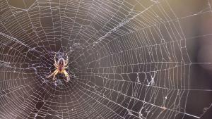 Паяците губят зрението си когато гладуват съобщи електронното издание Юрикалърт