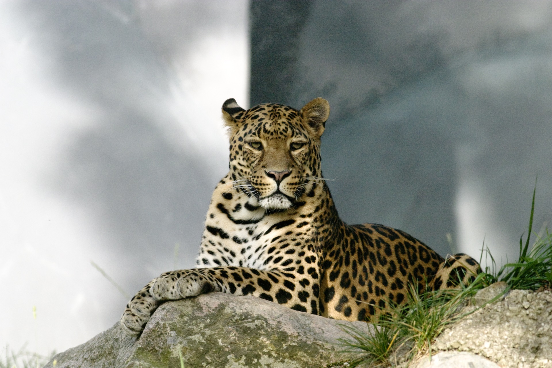<p><strong>Амурски леопард</strong></p>

<p><u>Статус: критично застрашен</u></p>

<p>Докато повечето леопарди живеят в Африка, този рядък подвид е успял да оцелее в Далечния Изток на Русия. Заради бракониерство днес в природата са останали едва 84 екземпляра.</p>