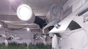 наркооранжерия разбита Карпузица