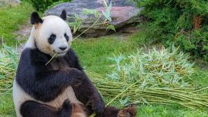 Повод за тържество в националния зоопарк във Вашингтон Гигантската панда