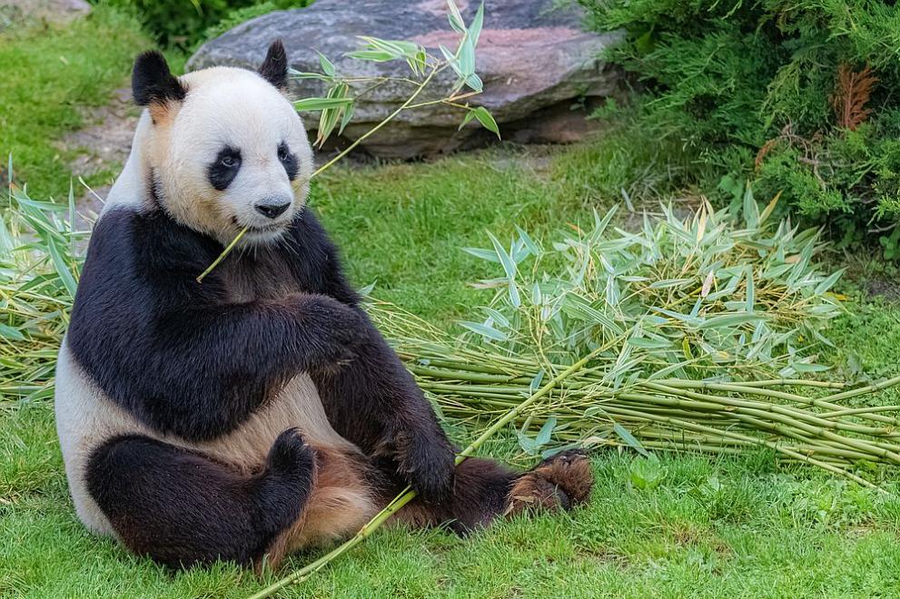 Повод за тържество в националния зоопарк във Вашингтон. Гигантската панда