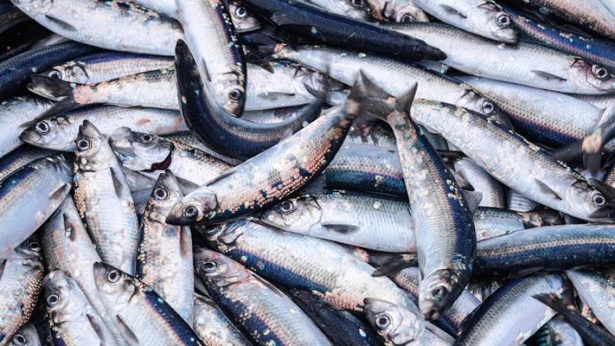 Неработещи помпи са причината за измирането на рибата в река Девинска
