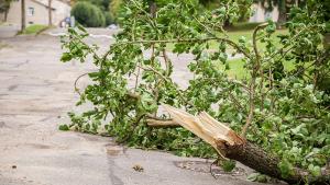Силният вятър в Сливен събори дървета има причинени щети по