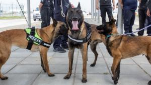 служебни кучета