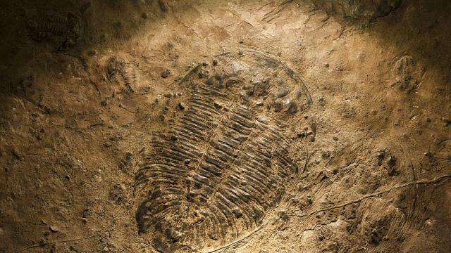Учени откриха древни бръмбари на 230 милиона години