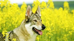 Умното, безстрашно и предано куче, което прилича на вълк (ВИДЕО)