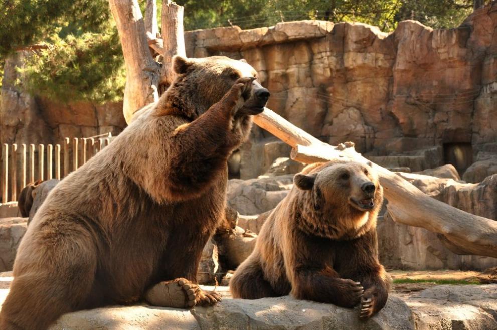 Убийството на застрашена кафява мечка близо до италиански национален парк