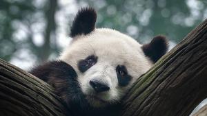 Китай ще върне в родината си пандата Я Я от