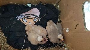 ливадни блатарчета