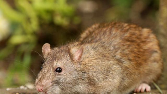 Турска община с иновативен проект: Ще обучават плъхове за спасителни операции