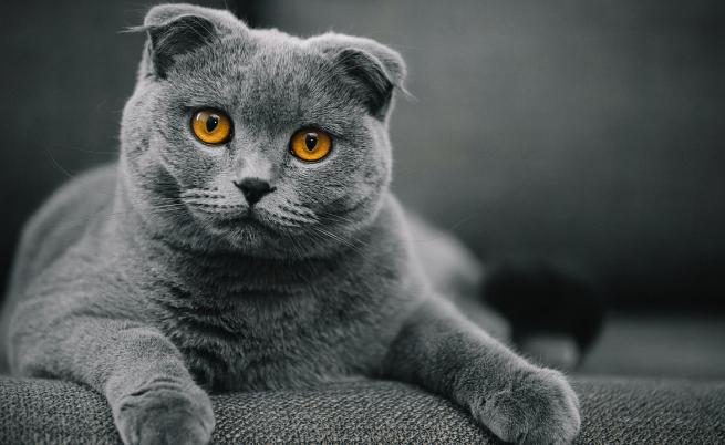 Учени откриха защо котките драскат по мебелите