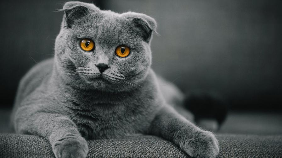 Котка във Великобритания навърши 32 години