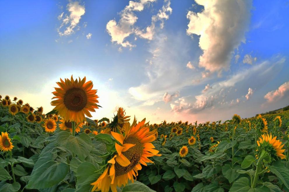 Днес ще бъде предимно слънчево и горещо. След обяд над