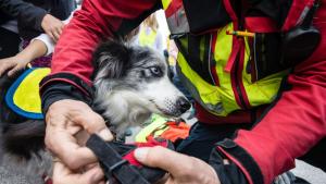 Екип на пожарната в Нова Загора е спасил заклещено куче