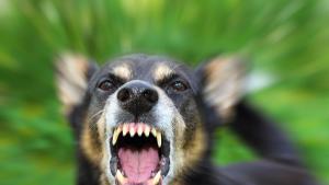 Две кучета нахапаха жена в Перник съобщиха от полицията На
