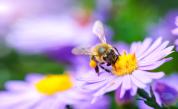 Пчелите разкриват невидим живот, от решаващо значение за здравето ни