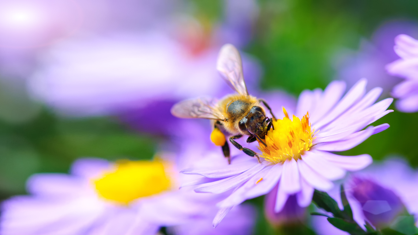 <p><strong>Пчели</strong> - По-топлото време може да се отрази на събрания нектар от пчелите и той да ферментира. Пияните насекоми трудно летят и не могат да свършат работата си. Веднъж излетели от кошера, може да не успеят да намерят пътя обратно, а ако се приберат, защитниците на кошера няма да ги пуснат. Смята се, че останалите пчели могат да бъдат изложени на ферментиралия нектар и така да пострада целият кошер.&nbsp;</p>

<p>&nbsp;</p>