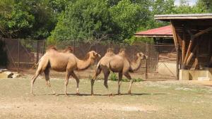 камили София зоопарк