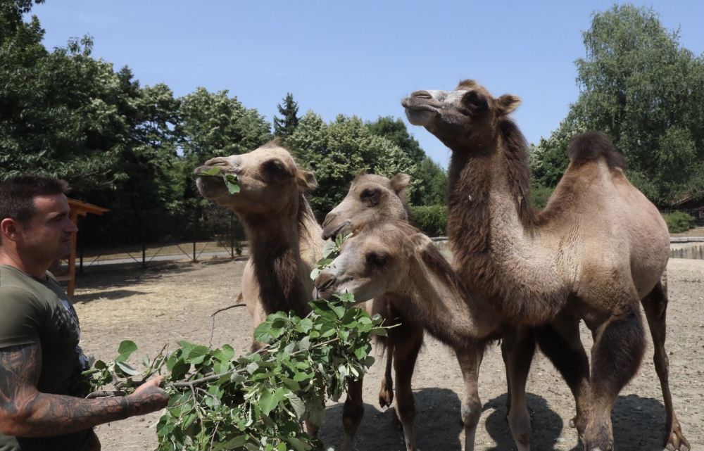 Четири нови двугърби камили пристигнаха в столичния зоопарк от зоологическата градина „Веспрем“ в Унгария