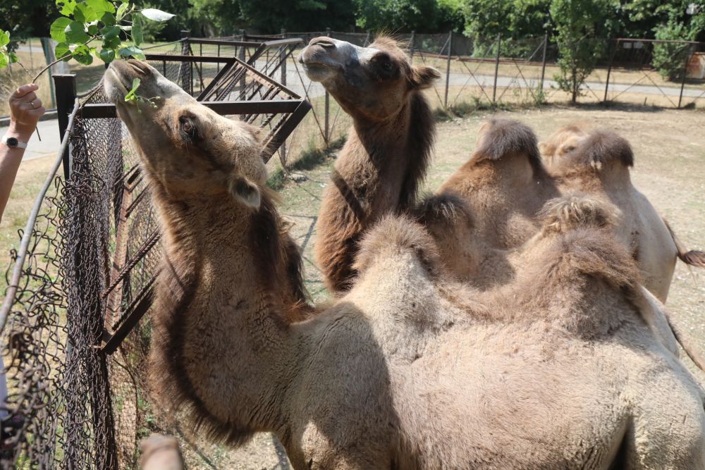 Четири нови двугърби камили пристигнаха в столичния зоопарк от зоологическата градина „Веспрем“ в Унгария