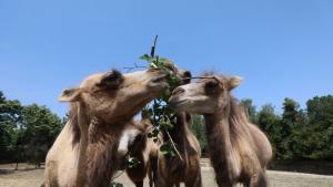 камили София зоопарк