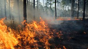 Разследват палеж на гора в Кърджалийско съобщиха от полицията На